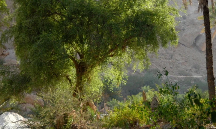 عسل السدر الحضرمي الأصلي